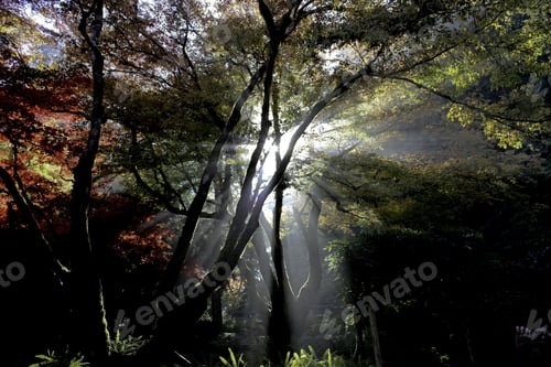 Preview: Fog,Sun Light And Red Maple Leaf,Victoria