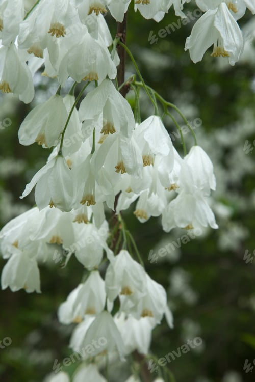 Preview: Two Wing Silver Bell Flowers Outdoors