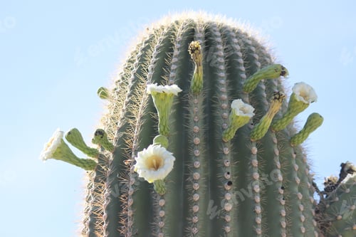 Preview: Blooming Cactus with White Flowers in Desert Setting