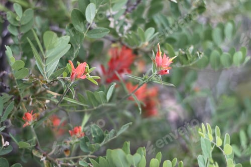 Preview: A Bush Of Castilleja Subinclusa With Orange Flowers 8147