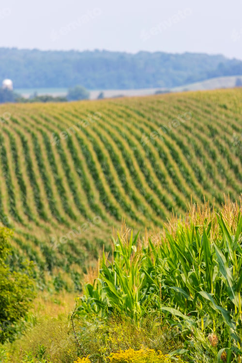 Preview: Rows Of Corn In A Field Of Rolling Hills Rural Agricultural Landscape