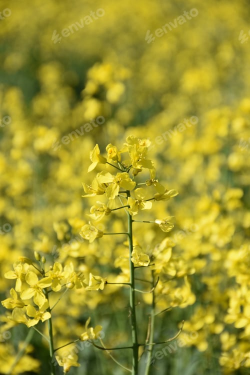 Preview: Pretty Flowering Yellow Rape Seed Blossoms Up Close.