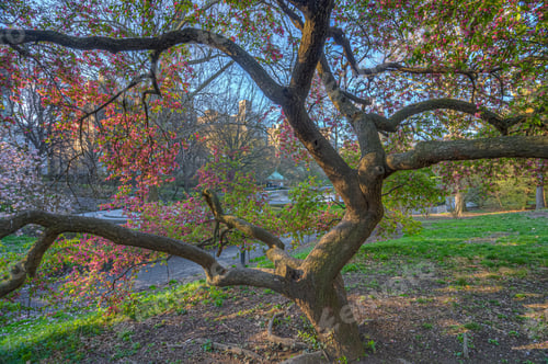 Preview: Spring In Central Park, New York City