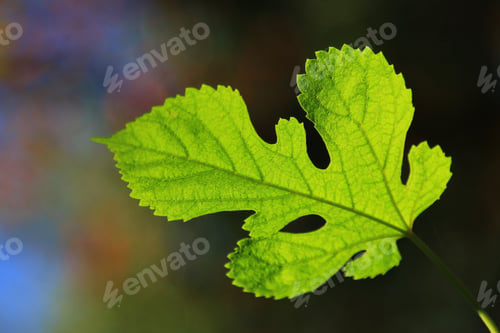 Preview: Colors In Nature - Leaf Background - Texture Of Life And Wonder