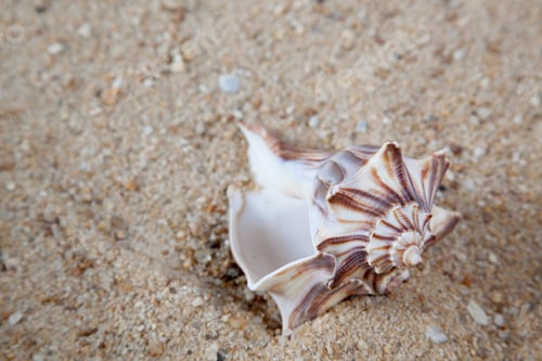 Preview: Seashell On Sand For Natural Background