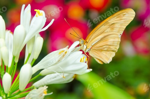 Preview: Butterfly On Flowers