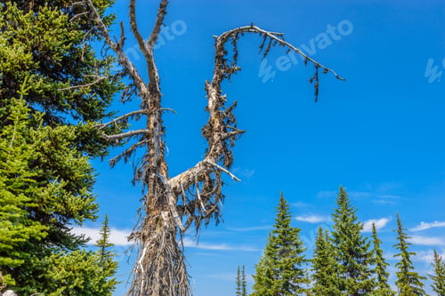 Preview: Beautiful Mountain Trail. Blackwall Peak Trail At Manning Park In British Columbia. Canada.