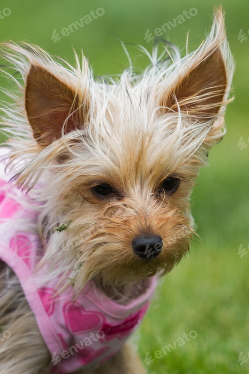 Preview: Cute Yorkshire Terrier Puppy Playing Outdoors Wearing A Pink Tutu