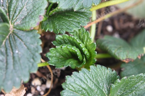 Preview: A Closeup Of A Small Strawberry Plant 4276