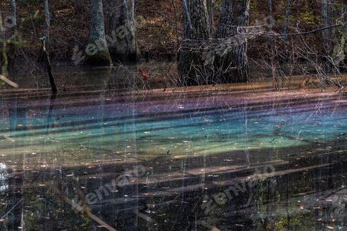 Preview: Rainbow Sheen In A Cypress Swamp As A Result Of Decomposing Leaves Releasing Tannins