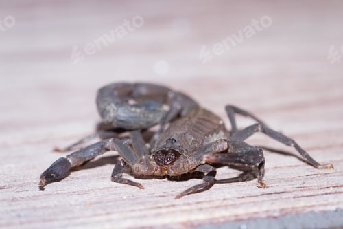 Preview: Large Dark Brown Scorpion Found On A Set Of Wooden Stairs In The Costa Rican Rainforest