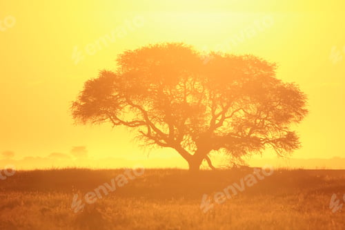 Preview: African Sunset - Golden Background Of Nature - Age Old Yellow