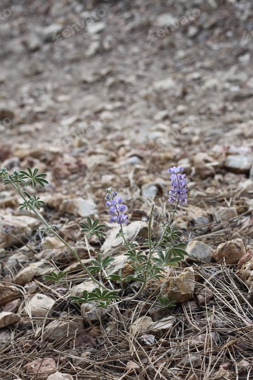 Preview: A Lupinus Sparsiflorus Plant With Flowers 8887