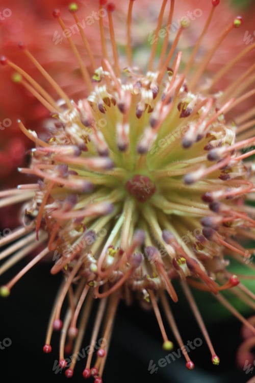 Preview: A Cluster Of Scarlet Ribbon Nodding Pincushion Flowers 7486