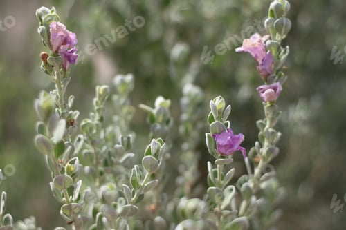 Preview: A Leucophyllum Fructescens Cenizo Plant With Purple Flowers 0705
