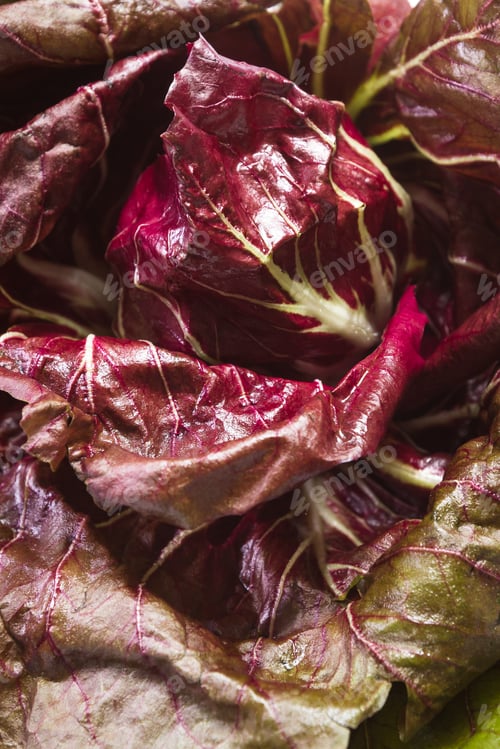 Preview: Close Up Of A Head Of Red Leaf Lettuce As A Background Or Texture