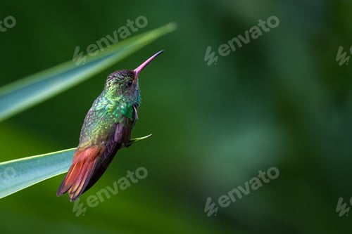 Preview: Close Up Of A Beautiful Rufous Tailed Hummingbird Perched On A Green Leaf With A Natural Out Of