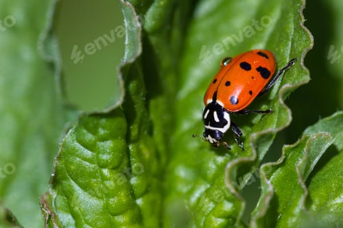 Preview: Close Up Of An Orange Ladybug On A Green Leaf Under Bright Sunny Conditions