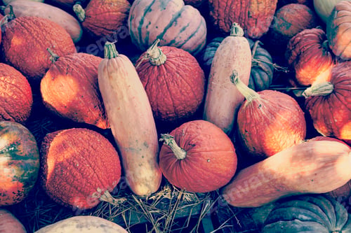 Preview: Pumpkins