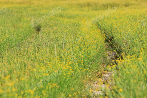 Preview: Two Track Road Of Yellow - Garden Route From Nature