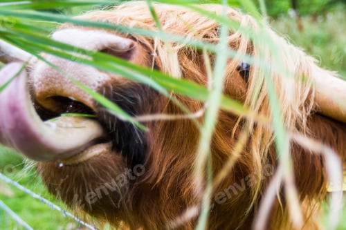 Preview: Close Up Of The Toungue Of A Large Scottish Highland Bull