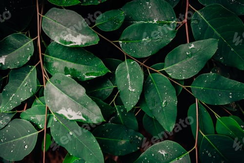 Preview: Tropical Jungle Foliage,Dark Green Leaf Nature Background,Vintage Tone