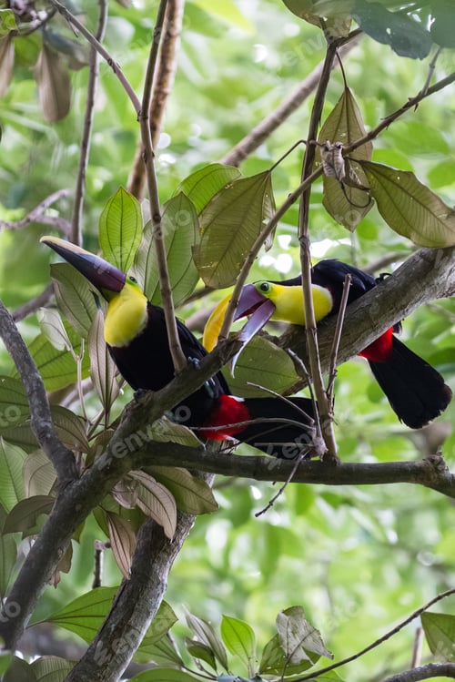 Preview: Beautiful Toucans In A Tropical Rain Forest Of Costa Rica