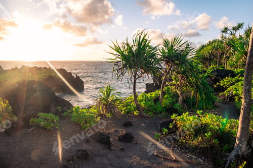 Preview: Beautiful View From A Coastal Hicking Trail At Sunrise With Trees In The Foreground And The Ocean