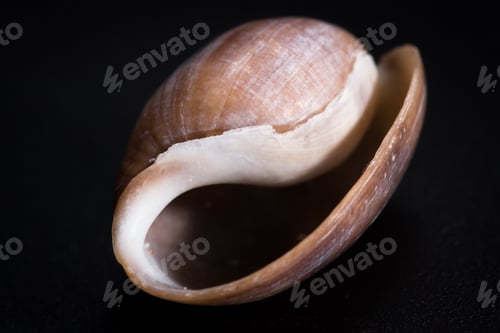 Preview: Colorful Beautiful Sea Shell With Amazing Layers And Details On A Black Background