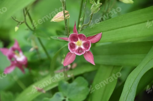 Preview: Springtime With A Pink Columbine Flower Blossom Blooming.