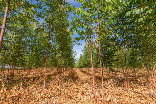 Preview: Eucalyptus Plantation