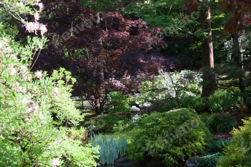 Preview: Lush Foliage and Trees in a Quiet Garden