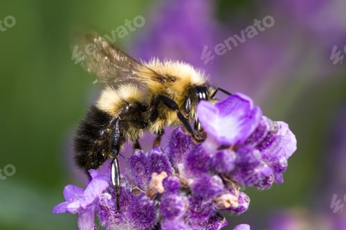 Preview: Close Up Of A Bumblebee Feeding On Fresh Lavender Blooms With A Natural Background