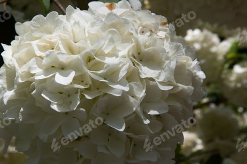 Preview: White Flowers From The Chinese Snowball Tree