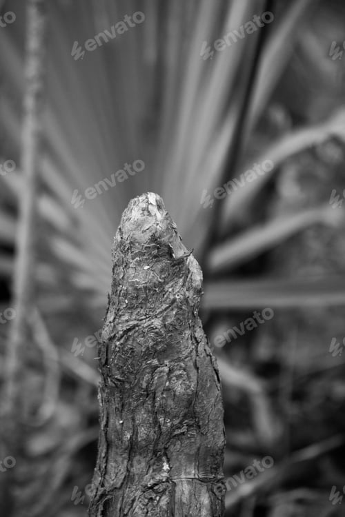 Preview: Cypress Knees In Black And White