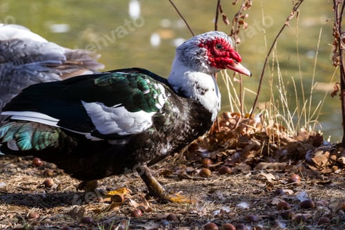 Preview: Muscovy Duck Near A Pond With Golden Autumn Colors Reflecting On The Water