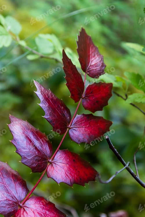 Preview: Changing Leaves On An Oregon Grape Plant With Print Green Contrast In The Background