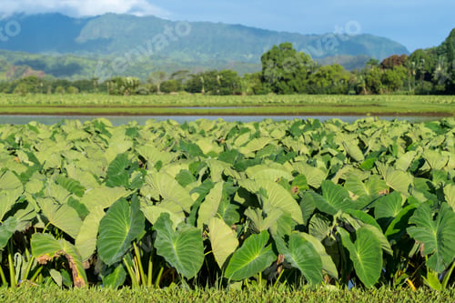 Preview: Hanalei Valley On Island Of Kauai With Focus On Taro Plants And Mountains In Background Near