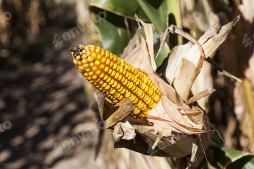 Preview: Corn Field