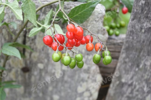 Preview: Beautiful Berries In Shades Of Red And Green On A Bush.