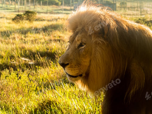 Preview: Close Up Of An Old Large Male Lion In Profile In The Wild Savannah In South Africa