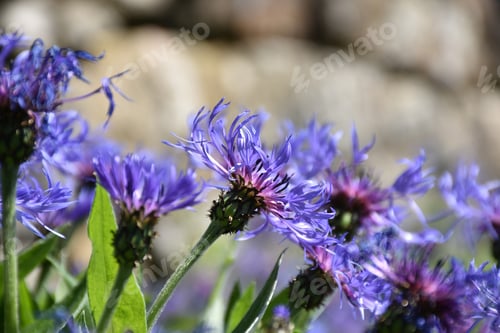 Preview: Pretty Close Up Look At A Bachelor'S Button Garden.