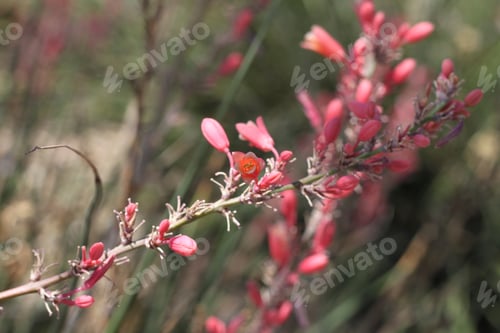 Preview: A Red Yucca Plant With Small Flowers 7942