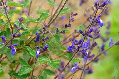 Preview: Salvia Cuspidata Ssp. Gilliesii,Better Known As Purple Salvia Is A Plant Native To Chile