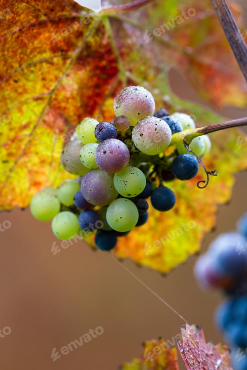 Preview: Group Of Grapes Still On The Vine With Autumn Colors On The Leaves And Moisture Drops From The