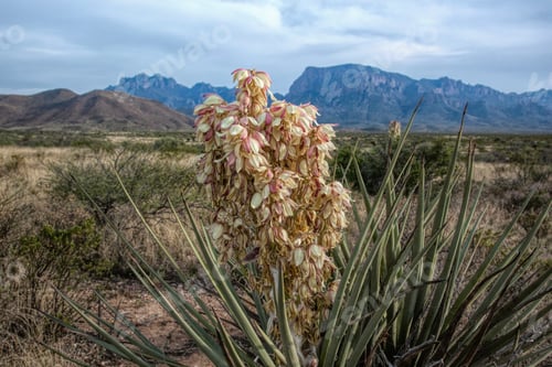 Preview: Yucca Flowering With Mountains In The Background