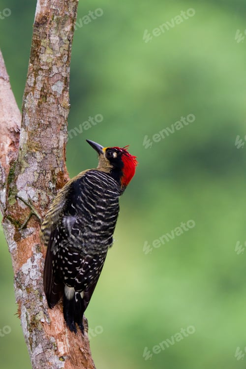 Preview: Closeup Of A Black - Cheeked Woodpecker In The Rainforest Of Belize