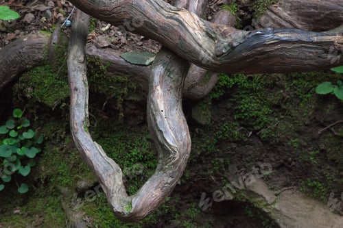Preview: Abstraction Of Tree Roots Out Of The Ground