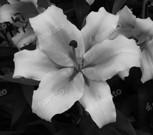 Preview: Black And White Lily Close Up