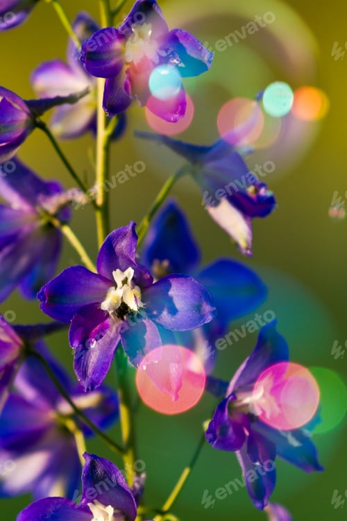 Preview: Closeup Of A Delphinium Blue Flowers With Floating Bubbles
